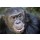 andreanita, Portait of a Chimpansee