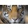 andreanita, Portrait of a Bengal Tiger.