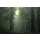 andreiuc88, Green forest after rain