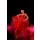 Andy-pix, Beautiful Latino dancer in action. Dark smoky background