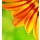 Anna Omelchenko, Abstract flower petals, colorful floral border