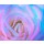 Anna Omelchenko, Abstract wet rose background