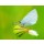 Anna Omelchenko, Beautiful butterfly