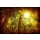 Anna Omelchenko, Cedar tree forest