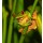 Anna Omelchenko, Cute green frog
