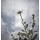 Anna Omelchenko, Grunge photo of daisy flowers