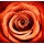 Anna Omelchenko, Red rose background