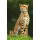 Anna Omelchenko, Wild african cheetah