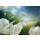 Annette Schmucker, Weier Mohn