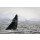 andreanita, Humback whale (Megaptera novaeangliae) breaching.