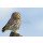 andreanita, Little owl on a old tree.