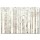 Avery Tillmon, Birch Trees on White