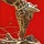 Berhard Böser, Giraffe