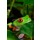 Brenda Carson, Red Eyed Tree Frog Closeup