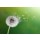 Brian Jackson, Dandelion clock in morning sun