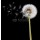 Brian Jackson, Dandelion seeds in the wind