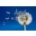 Brian Jackson, Dandelion