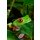 Brenda Carson, Red Eyed Tree Frog Closeup
