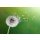 Brian Jackson, Dandelion clock in morning sun