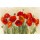 Carol Rowan, Vibrant Poppies