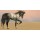 Catmando, Desert Arabian Horse