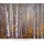 Charles Cramer, Aspen in Fog