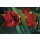 Christian, Magic Blossom (Amaryllis)