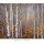 Charles Cramer, Aspen in Fog