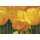 Christian, Yellow Time For Tulips