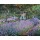 Claude Monet, Blühende Iris in Monets Garten