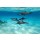 crisod, Dolphins in the sea