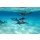 crisod, Dolphins in the sea