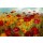 Danhui Nai, Cosmos in the Field