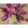 David Sedalia, FLOWERS IV