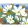 Dieter Hecht, Weisse Cosmea und Mohn