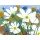 Dieter Hecht, Weisse Cosmea und Mohn