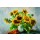 E. Krüger, SUNFLOWERS