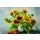 E. Krüger, SUNFLOWERS