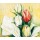 Elisabeth Krobs, Tulipa Antica