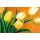 Elisabeth Krobs, Tulipa Nova
