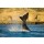 elnavegante, Right whale in Peninsula Valdes, Patagonia, Argentina