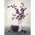 Franz Heigl, Royal Blossom I