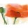 Gerd Pflumm, Faszination Mohn III