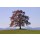 Gerhard Rossmeissl, Der Baum