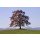 Gerhard Rossmeissl, Der Baum