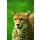 Hady Khandani, CHEETAH 2