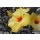 Hady Khandani, COLORSPOT - YELLOW HIBISCUS