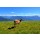 Hady Khandani, DEER AT HURRICANE RIDGE - OLYMPIC PENINSULA - USA 2