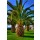 Hady Khandani, HDR - GIANT PINEAPPLE PALM - AGADIR - MOROCCO