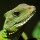Hady Khandani, LIZZARD - SQUARE PORTRAIT 4